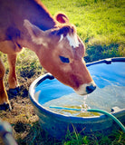 Cow in the Kinder Farm Park of Anne Arundel County, MD art print by Joe Barsin
