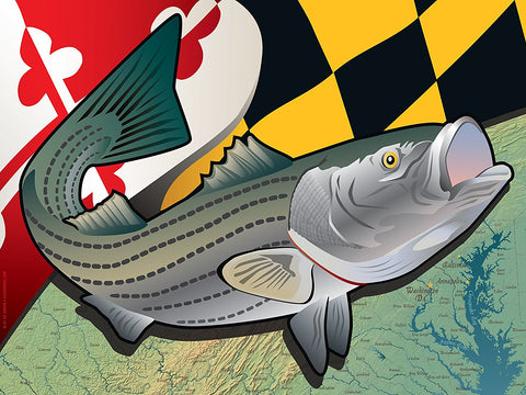 Maryland Rockfish Art Print by Joe Barsin, 16x12