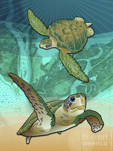 Sea Turtles near Beaufort, SC - Art Print