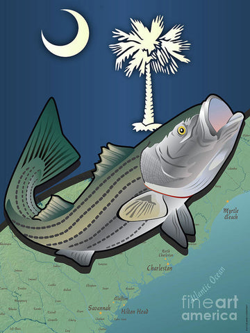 South Carolina Striped Bass - Art Print