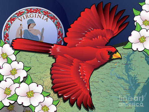 Virginia Cardinal in Flight with Dogwood Flowers - Art Print